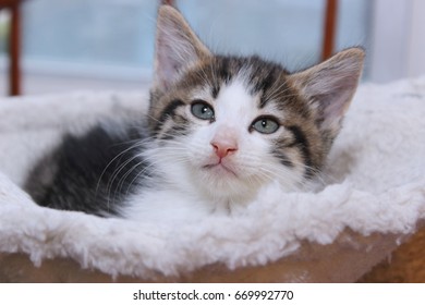 Tabby White Kitten Stock Photo 669992770 | Shutterstock