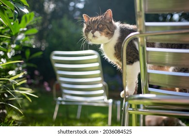 Tabby White Shorthair Cat Standing On Sun Lounger Outdoors In Sunny Garden Observing The Area