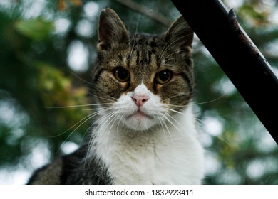 
tabby white stray cat portrait