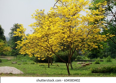 Tabebuia Aurea Flower Stock Photo 634583402 | Shutterstock