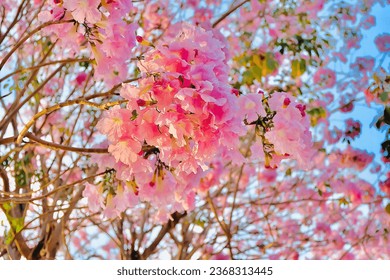 Tabebuia rosea, also called pink poui, and rosy trumpet tree
