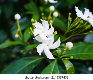 tabernaemontana divaricata, commonly called pinwheel flower or Crepe Jasmine,little white flowers in the garden