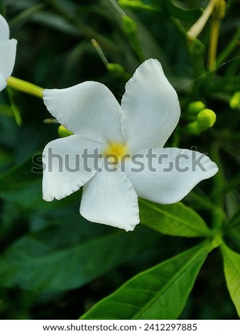 Tabernaemontana divaricata, commonly called pinwheel flower, crape jasmine flower
