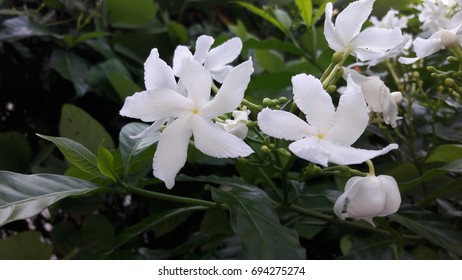 Tabernaemontana Divaricata Crape Jasmine Stock Photo 694275274 ...