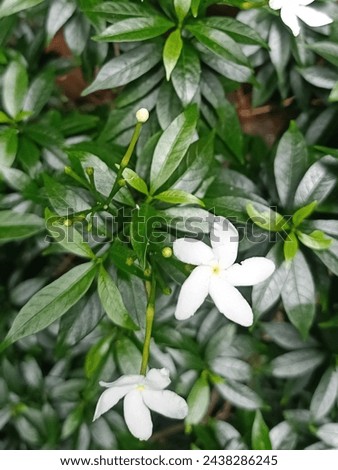 Tabernaemontana divaricata is cultivated in various tropical and subtropical countries.  Widespread in Asia, India, Myanmar, Thailand and China.  Mondokaki is generally planted as an ornamental plant 