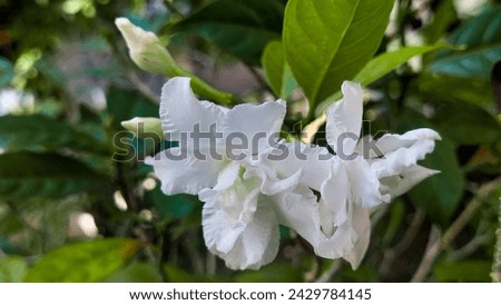 Tabernaemontana Divaricata Flower Mondokaki Petal. Beautiful white chandni flower. Pinwheel flower blooming in garden.
