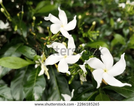 Tabernaemontana orientalis white flowers are beautiful. Tabernaemontana orientalis.