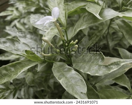 Tabernaemontana orientalis, white flowers, and jasmine flowers.Tabernaemontana orientalis flower or commonly known as crape jasmine grown as decoration plant. pin wheel flower.