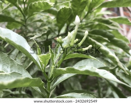 Tabernaemontana orientalis, white flowers, and jasmine flowers.Tabernaemontana orientalis flower or commonly known as crape jasmine grown as decoration plant. pin wheel flower. 