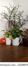 a table and beautiful mini trees
