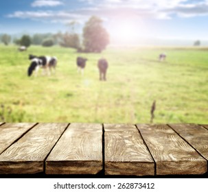 table and cows 