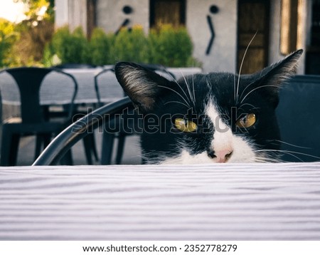 ๋Join the table Dinner with the Wily cat