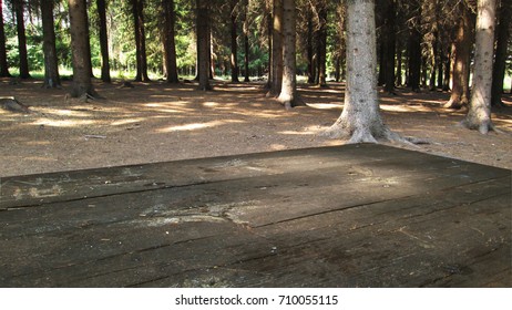 Table in forest