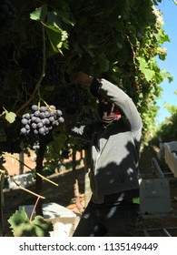 Table Grapes Fruit Picker Working Holiday Visa