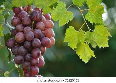 Table Grapes On The Vine