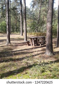 table in the middle of the forest