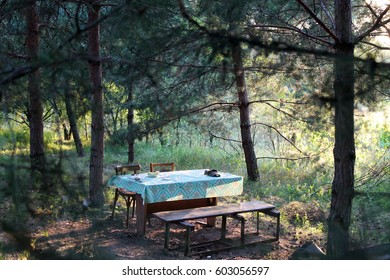 Table in the middle of the forest