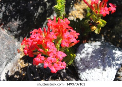 Table Mountain: Crassula Coccinea (Red Crassula). Typical For South Africa's Biodiverse Cape Floral Kingdom And Cape Floristic Region. Endemic Indigenous Wild Fynbos Biome Plant Vegetation.