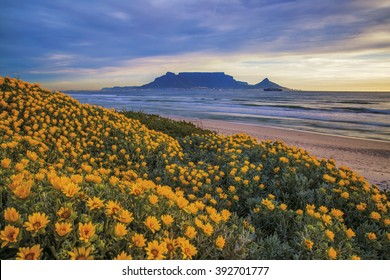  Table Mountain. During Spring flowers can be seen along the coastline Cape Town, South Africa. Color photo. 