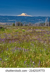 Table Mountain Road With Wildflowers, Burn Area And View Of Mt. Rainier.