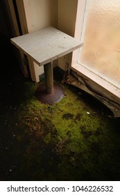Table next to a window inside an abandoned building. Moldy carpet. Natural light. 