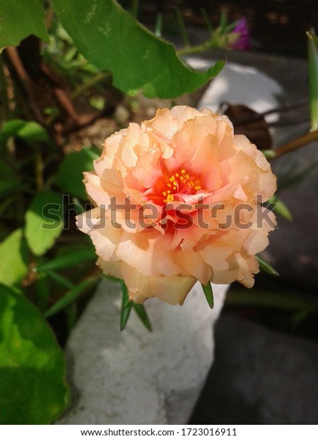 Table Rose or Moss
Rose.

Moss rose plants grow as much as eight inches tall, and
spread one to two feet to create a dense mat, making the plant a
good ground cover.