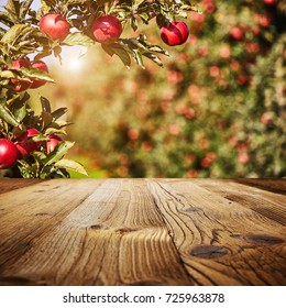 Table Space And Apple Garden Of Trees And Fruits 