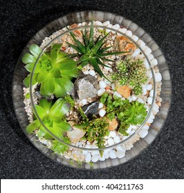 Table top indoor decorative miniature garden in clear glass with cactuses and succulents. Glass interior garden terrarium with succulents, cactuses and stones. - Powered by Shutterstock