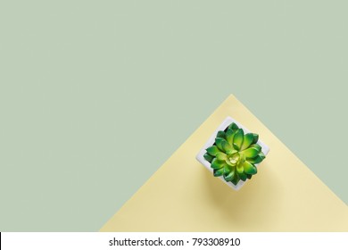 Table Top View Aerial Image Of Minimal Background Concept.Flat Lay Tree In A Pot On Modern Rustic Yellow & Green Paper At Home Office Desk.Duo Backdrop With Pastel Tone.Free Space For Creative Design.