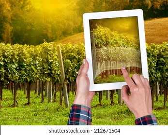 Tablet In The Hands Of The Farmer On The Background Of The Vineyard