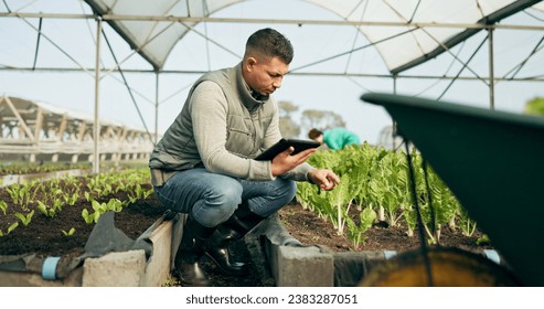 Tablet, research and a man in a farm greenhouse for growth, sustainability or plants agriculture. Technology, innovation and agribusiness with a farmer tracking crops in season for eco science - Powered by Shutterstock