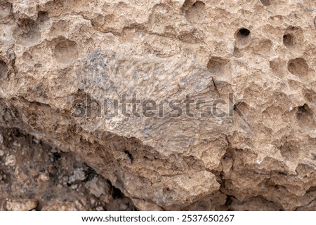 Tabulate fossil corals (longitudinal section) in the desert of Saudi Arabia near Riyadh
