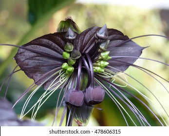 Bat Plant High Res Stock Images Shutterstock