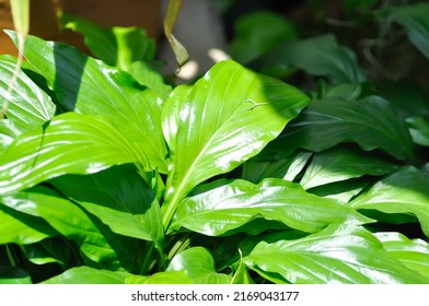 Tacca Plantaginea, Hance Or Drenth Or Dioscoreaceae Plant