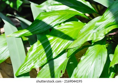 Tacca Plantaginea, Hance Or Drenth Or Dioscoreaceae Plant