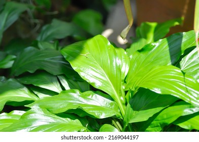 Tacca Plantaginea, Hance Or Drenth Or Dioscoreaceae Plant