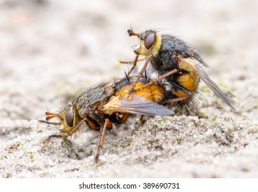 Tachinidae