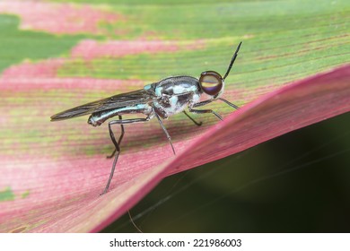 Tachinidae Fly