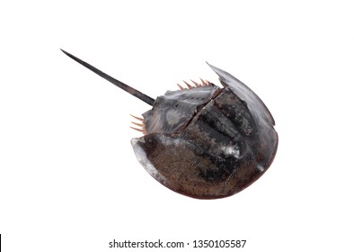 Tachypleus gigas isolated on white background with clipping path , specimen a large marine arthropod , a long tail-spine, and ten legs.