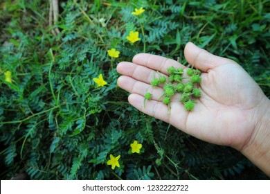 Tackweed,bullhead,devil's Thorn,devil's  Weed,tackweed On Hand With Yellow Flower On Ground