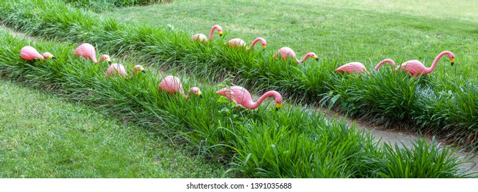 Tacky Pink Flamingos Lining Path Leading To Home.