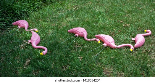 Tacky Pink Flamingos Resting On Lawn After Hours Of Standing On Lawn.