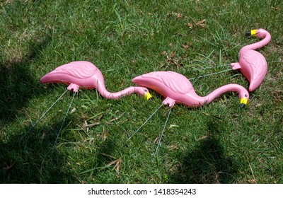 Tacky Pink Flamingos Resting On Lawn After Hours Of Standing On Lawn.