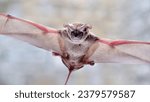 Tadarida brasiliensis known as Mexican free-tailed bat or Brazilian free-tailed bat on blurred background 