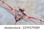 Tadarida brasiliensis known as Mexican free-tailed bat or Brazilian free-tailed bat on blurred background 