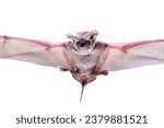 Tadarida brasiliensis known as Mexican free-tailed bat or Brazilian free-tailed bat on isolated white background 
