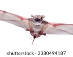 Tadarida brasiliensis known as Mexican free-tailed bat or Brazilian free-tailed bat on isolated white background 