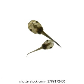 Tadpole In An Aquarium With A White Background.