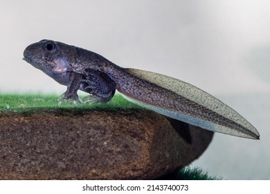 Tadpole Of The Australian Banjo Frog