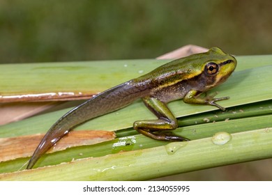 Tadpole of the Green and Golden Bell Frog changing into a frog - Shutterstock ID 2134055995